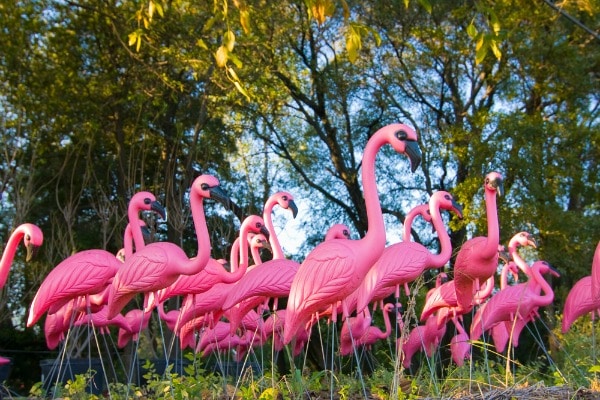 Flamingo Treatment- Get flocked! Place plastic flamingos in the grass outside your school. Tell your students the birds won't fly away until your fundraising sales goals are met. Get more low cost fundraising incentives here. |funpastafundraising.com/blog-legacy