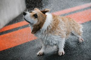 wet dog shaking off water